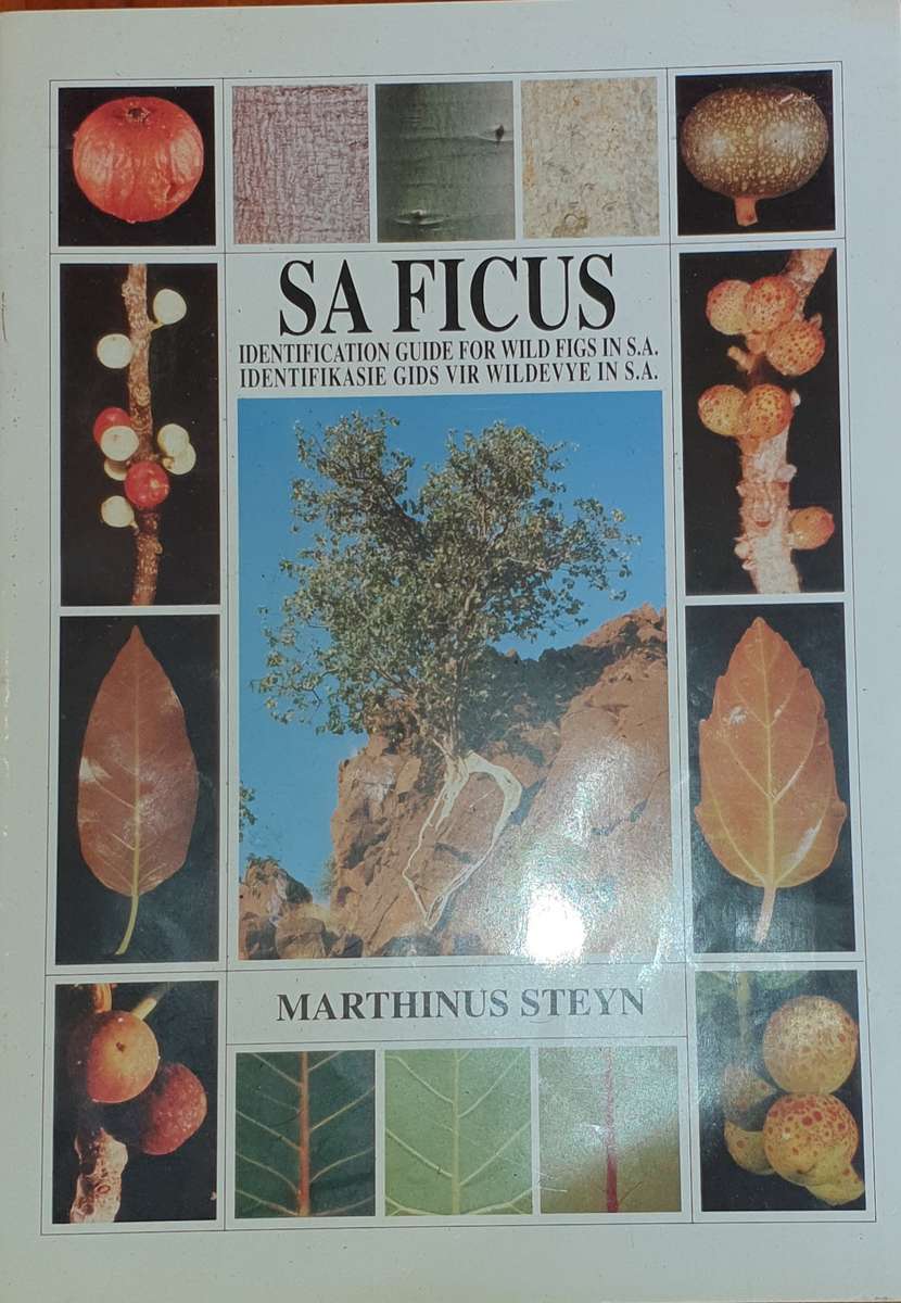 South African Ficus / Combretum / Acacias