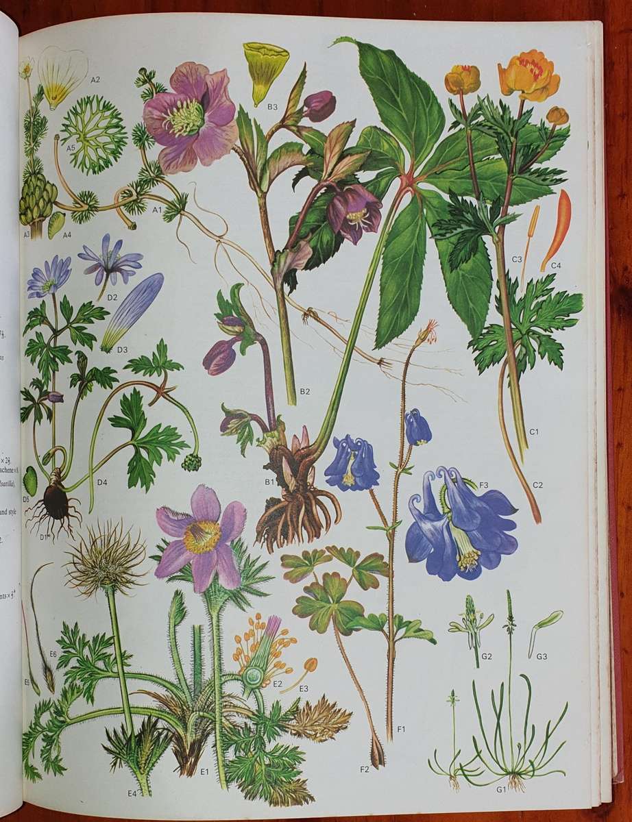 Wild Flowers of the World - Everard & Morley