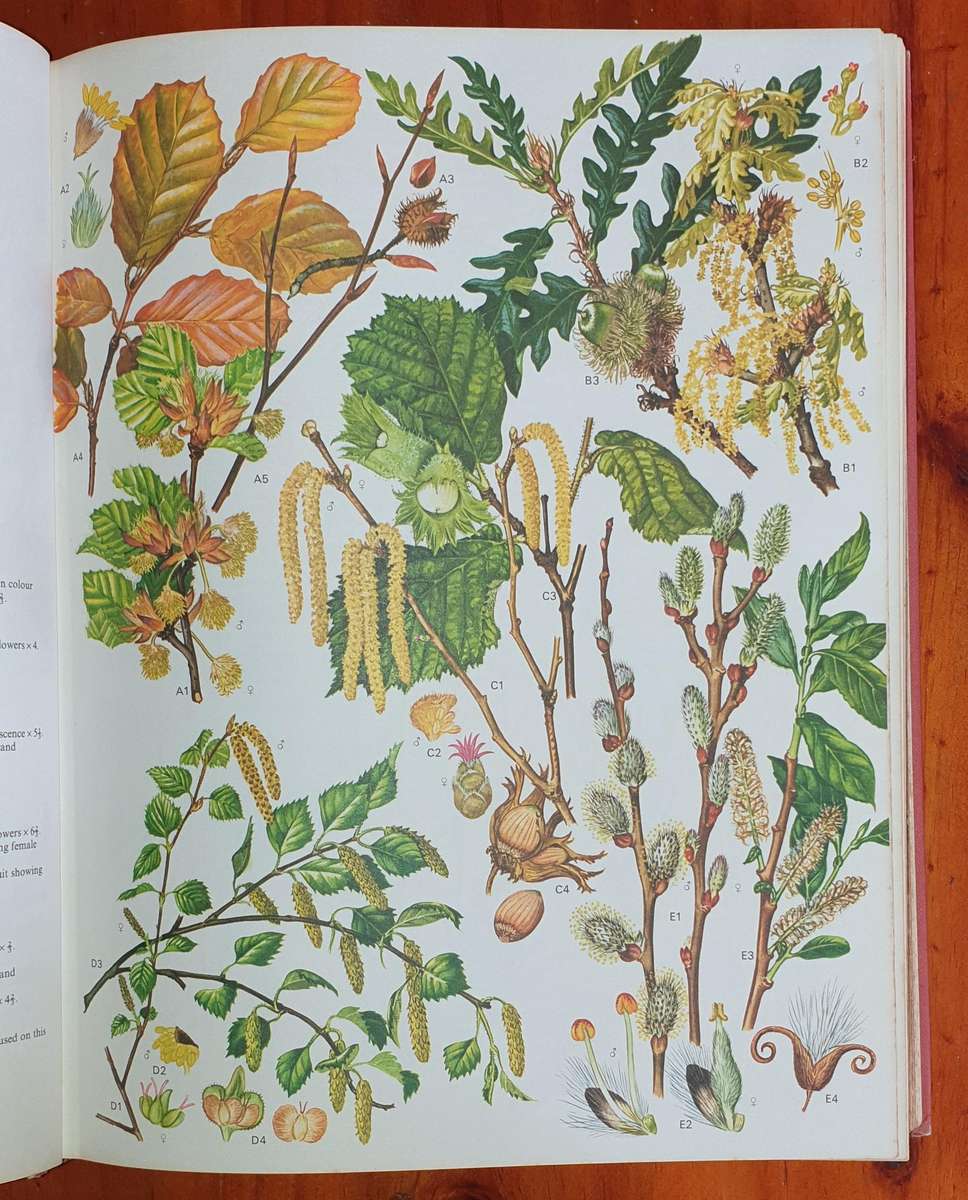 Wild Flowers of the World - Everard & Morley