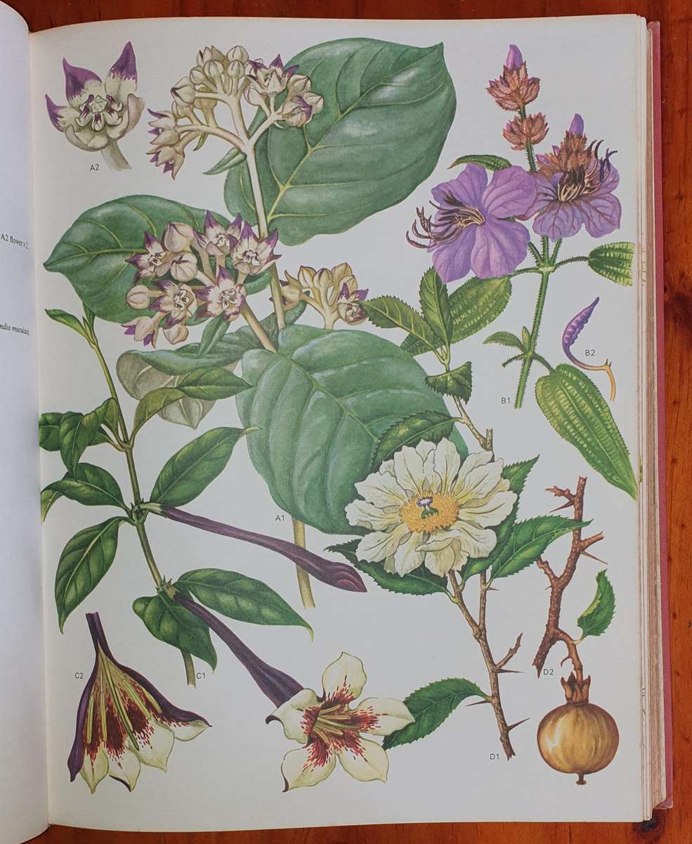 Wild Flowers of the World - Everard & Morley