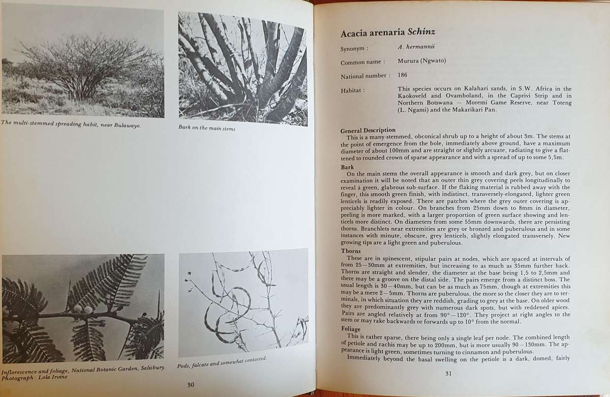 The South African Acacias - J. D. Carr
