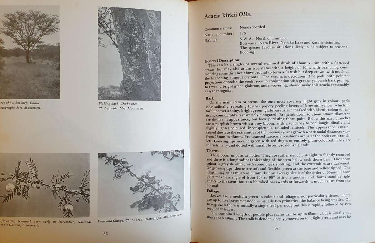 The South African Acacias - J. D. Carr