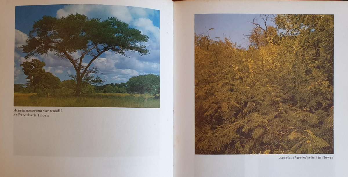 The South African Acacias - J. D. Carr