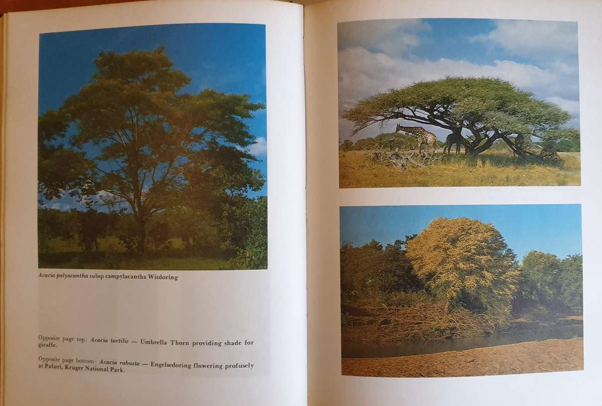 The South African Acacias - J. D. Carr