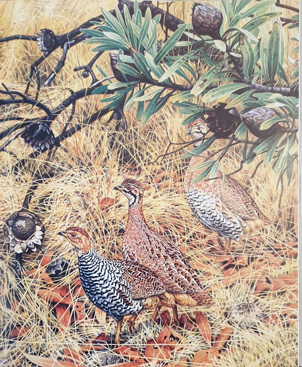 Gamebirds of Southern Africa - Rob Little / tim crowe / simon barlow