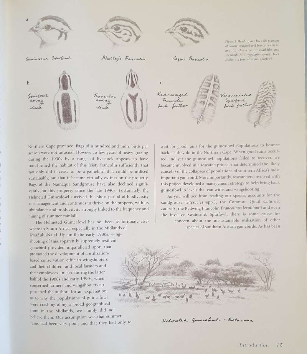 Gamebirds of Southern Africa - Rob Little / tim crowe / simon barlow