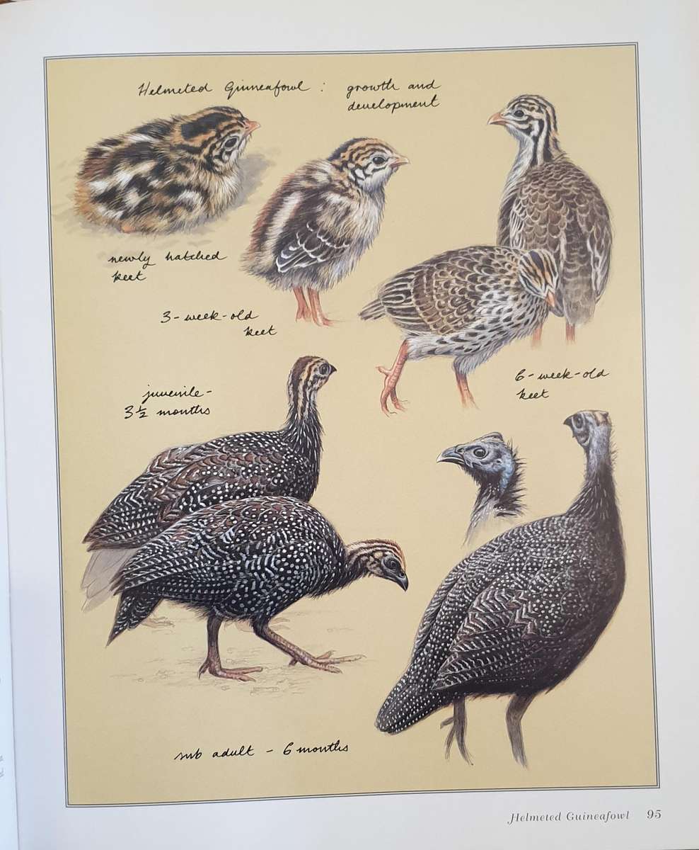 Gamebirds of Southern Africa - Rob Little / tim crowe / simon barlow