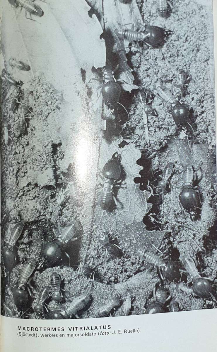 Die Siel van die Mier - Eugene N. Marais