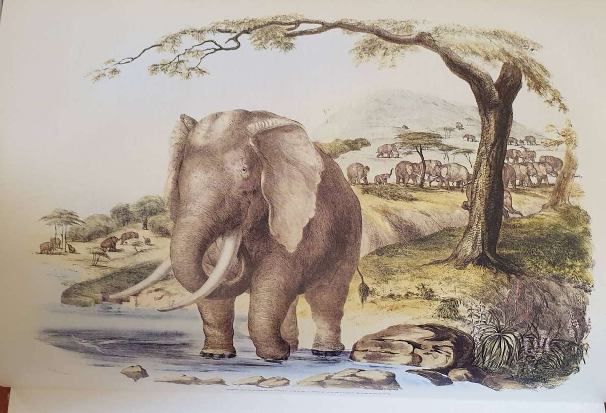 Portraits of the Game and Wild Animals of Southern Africa - Capt. W. Cornwallis Harris