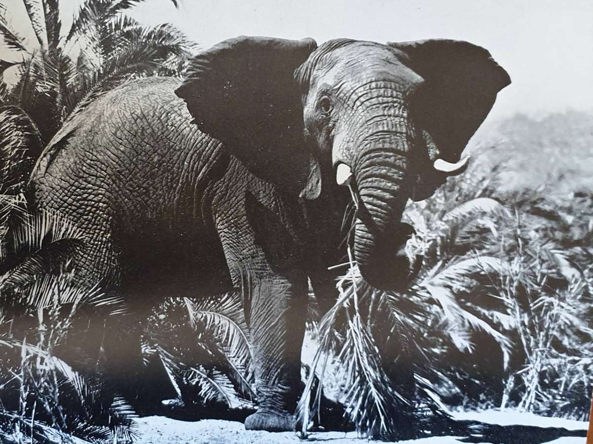 Wild Life in South Africa - Lieut. Col. J. Stevenson-Hamilton