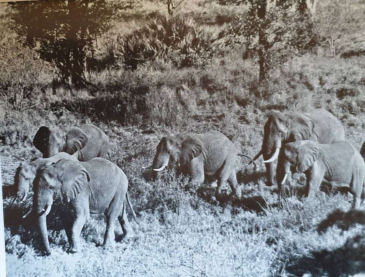Wild Life in South Africa - Lieut. Col. J. Stevenson-Hamilton
