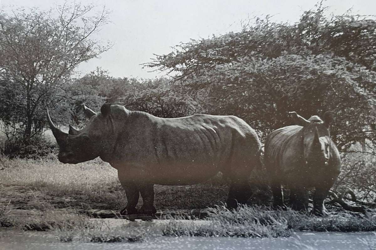 Wild Life in South Africa - Lieut. Col. J. Stevenson-Hamilton