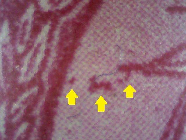 1949 Hyphenated & Screened Definitive 1d-coil pair with variety in MNH-condition