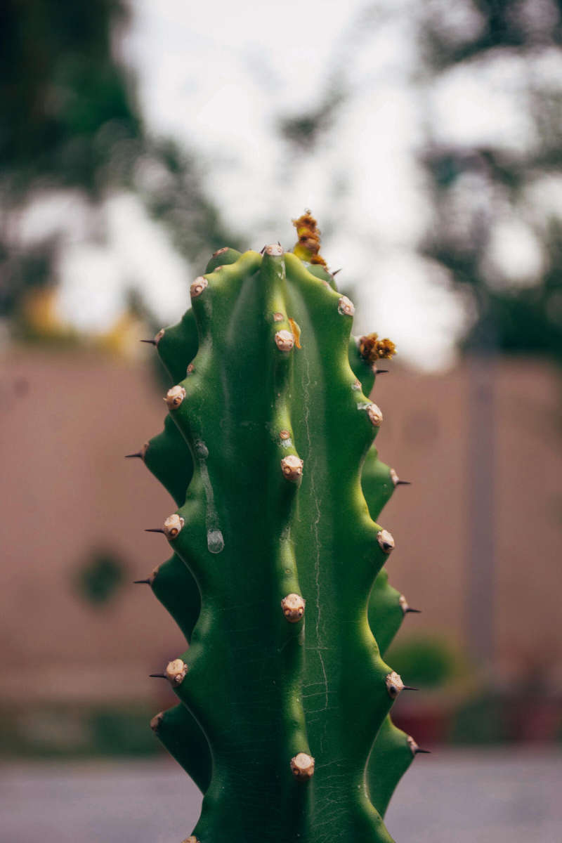 Nikon D3100 DSLR Camera  Excellent Condition  Full Kit for Beginners & Hobbyists