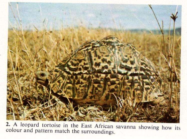 Animal Ecology in Tropical Africa  --  D F Owen