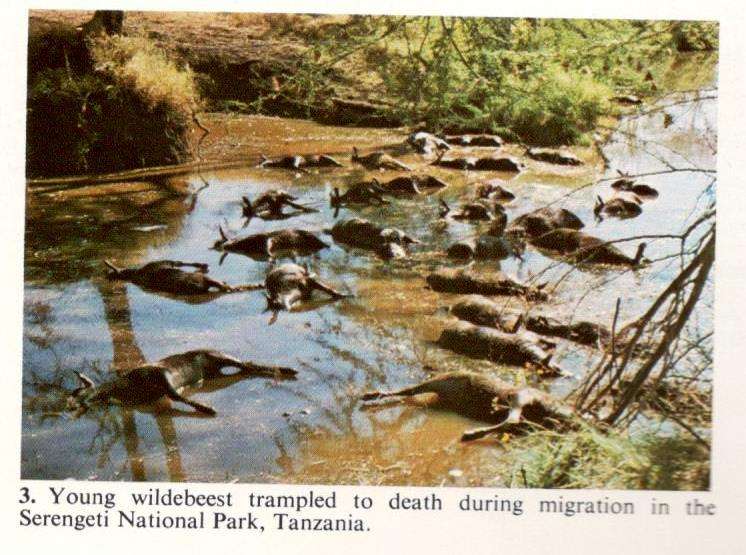 Animal Ecology in Tropical Africa  --  D F Owen