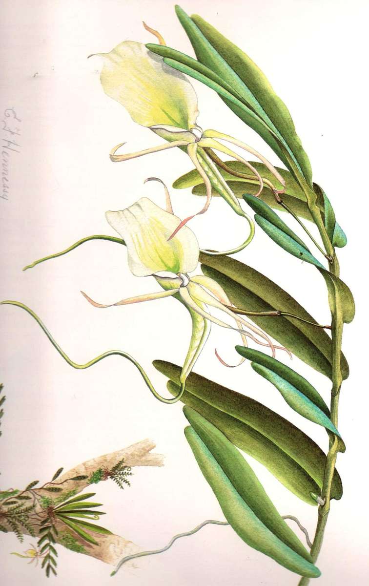 Orchids of Africa  ---   J Stewart and E F Hennessy