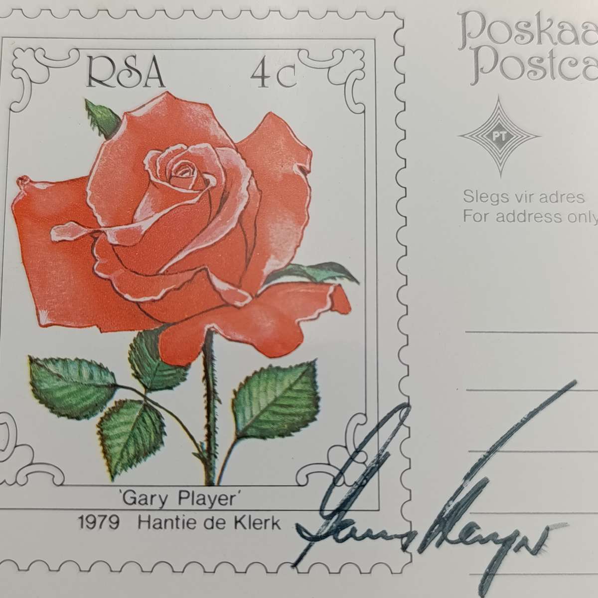 1979 South Africa Rose postcard with Gary Player rose - signed by Gary Player
