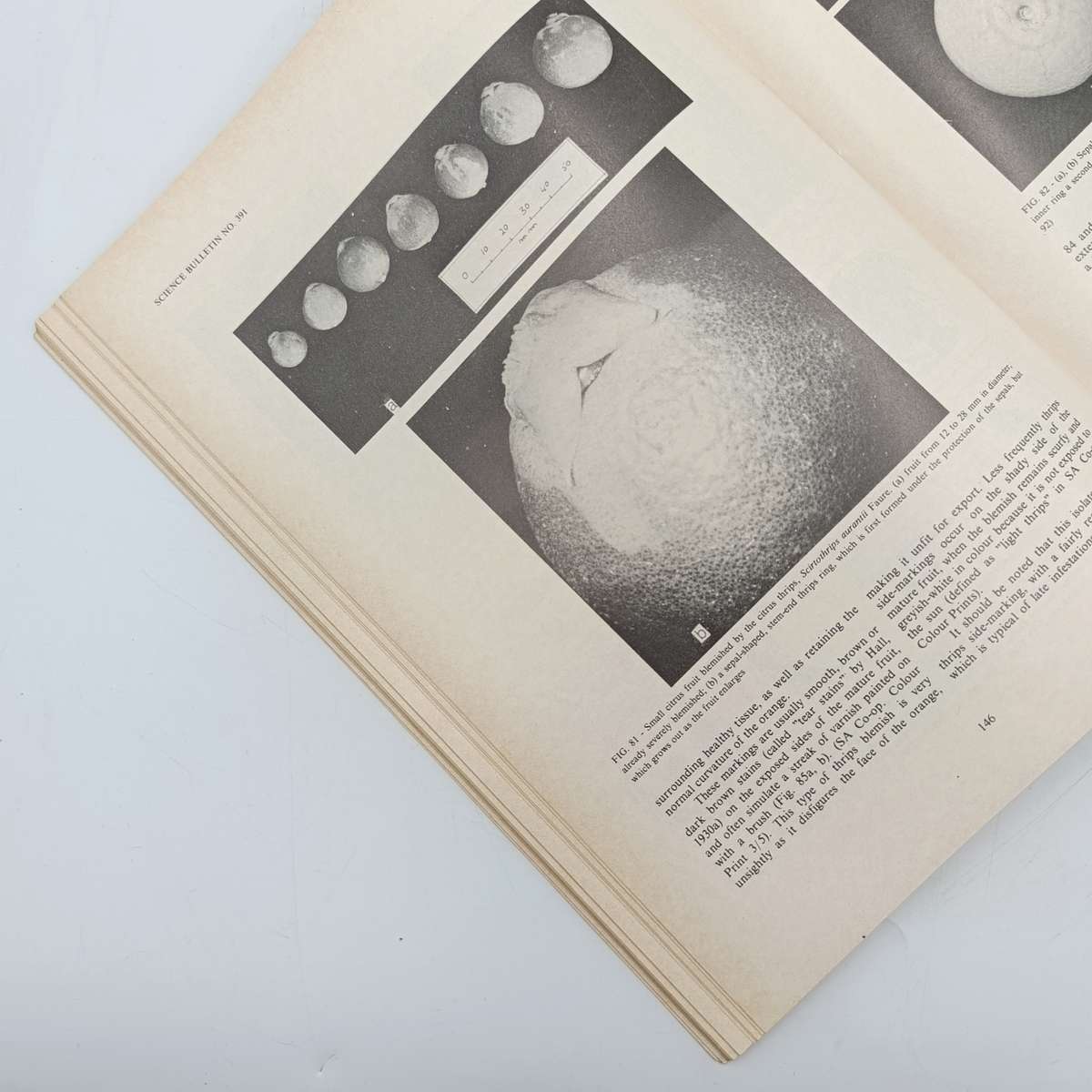 South Africa Science Bulletin 391 Citrus pests in South Africa - 1978