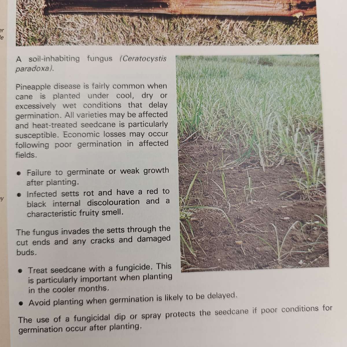 1980 - Sugarcane diseases in South Africa