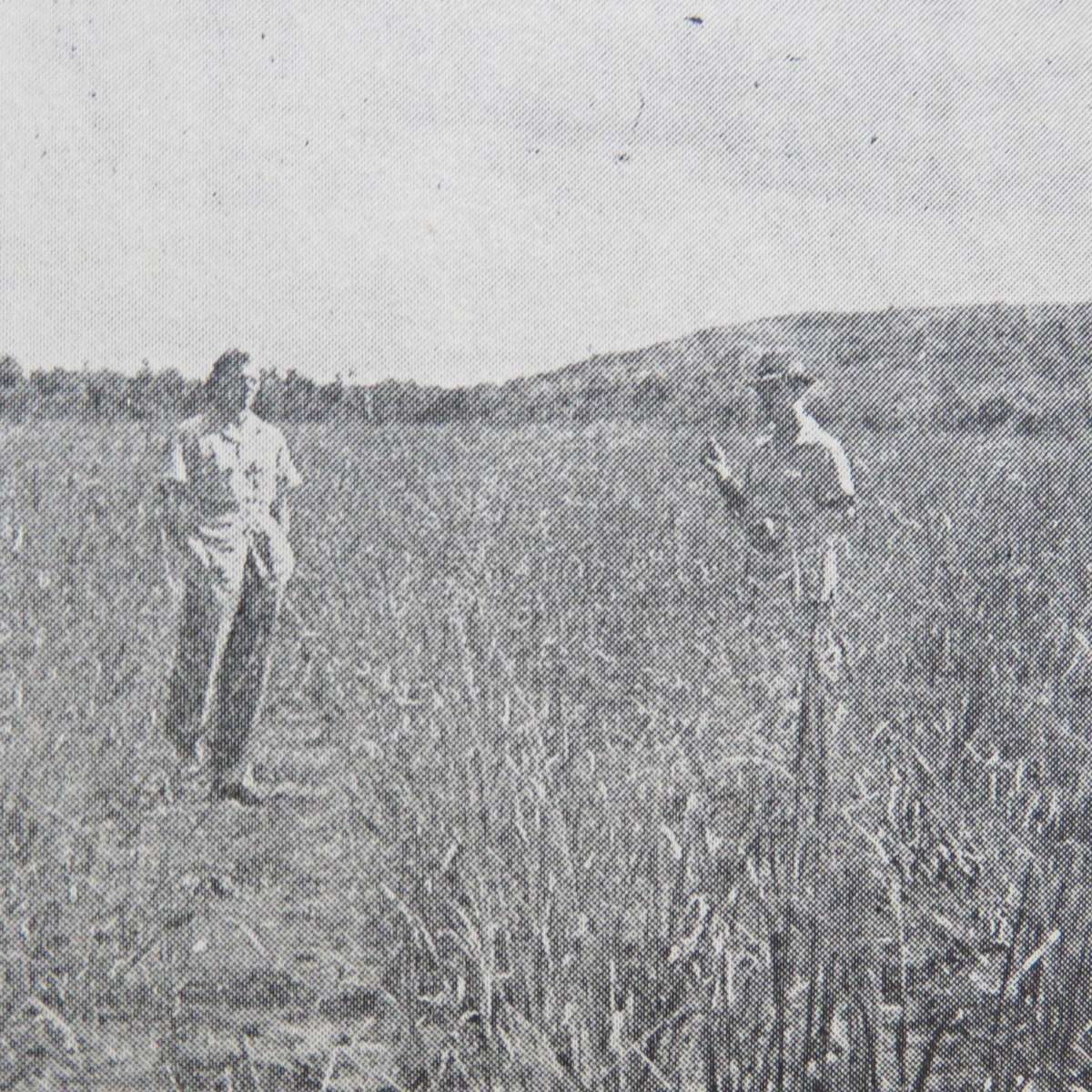 Boerdery-Jaarboek deur MS du Buson - 1952 edition