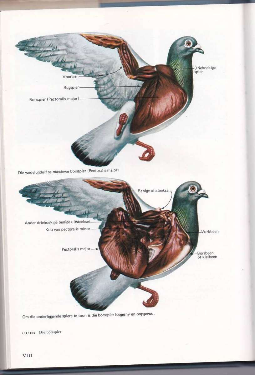 ONTSPAN MET WEGVLUGDUIWE HANDBOEK OOR DIE DUIWESPORT - ROBEY JOYCE (2 DE DRUK 1975)