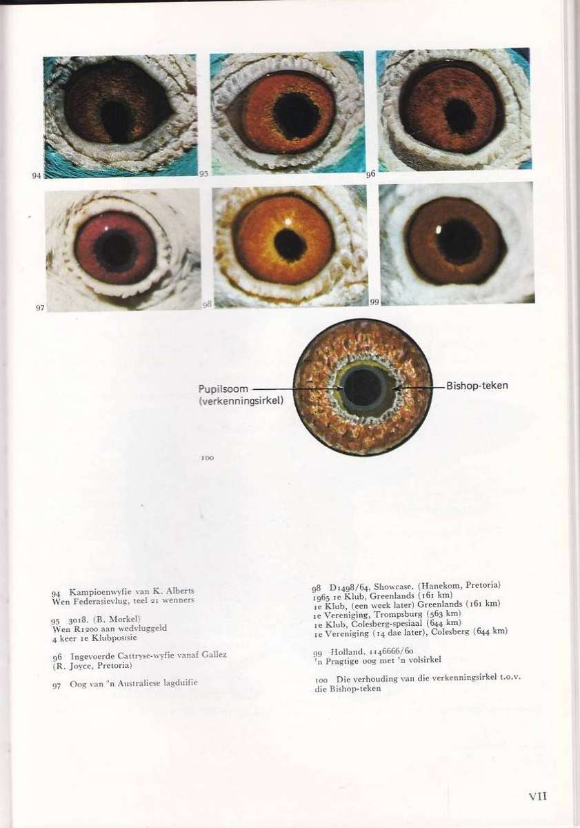 ONTSPAN MET WEGVLUGDUIWE HANDBOEK OOR DIE DUIWESPORT - ROBEY JOYCE (2 DE DRUK 1975)