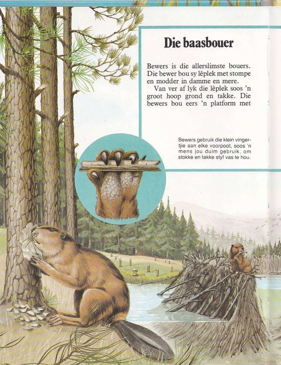 DIERE SE WONINGS - J P VAN DER WALT EN SEUN (KALEIDOSKOOP-BOEKE)