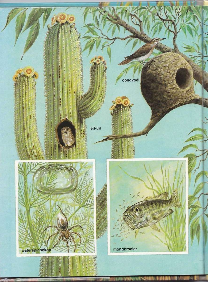 DIERE SE WONINGS - J P VAN DER WALT EN SEUN (KALEIDOSKOOP-BOEKE)