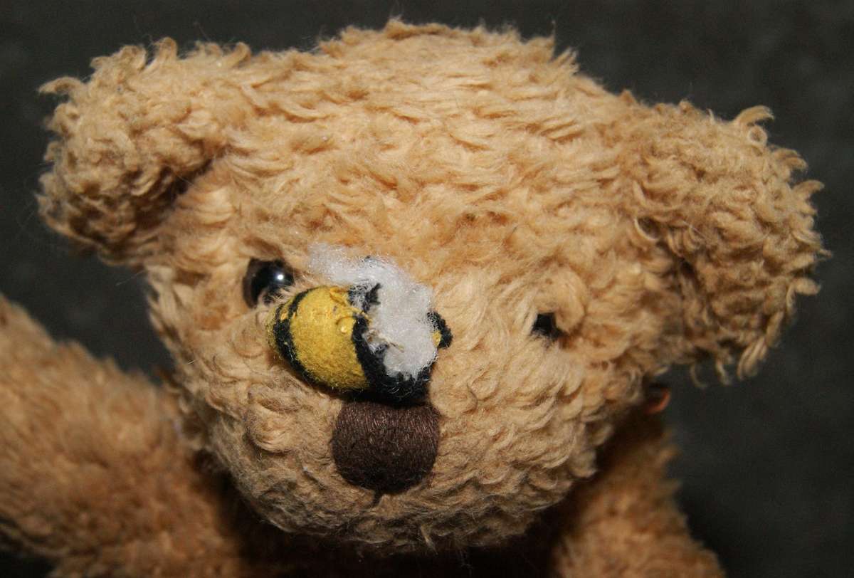 Plush Russ bear with bee on nose (damaged bee) @ Crazy R1 start
