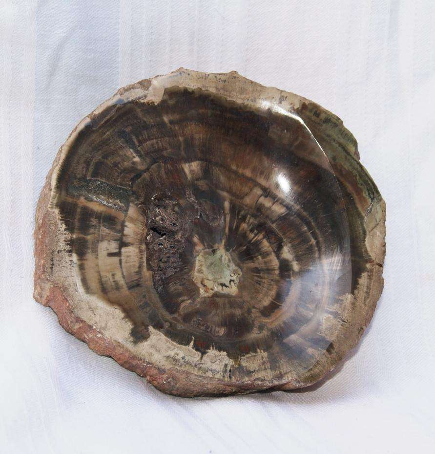Fossilised/ Petrified Wood Slice