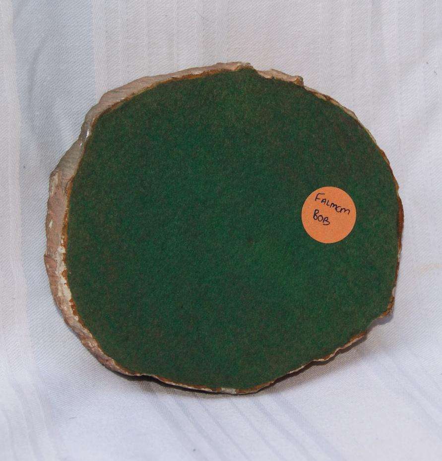 Fossilised/ Petrified Wood Slice