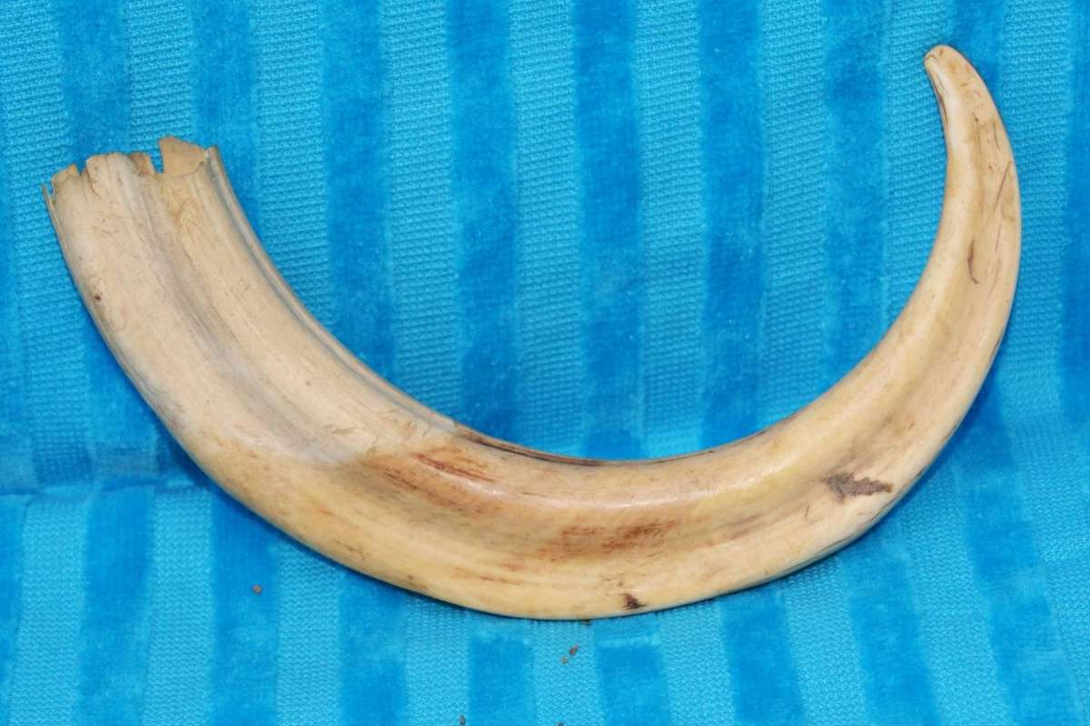 Vintage Warthog Tusk