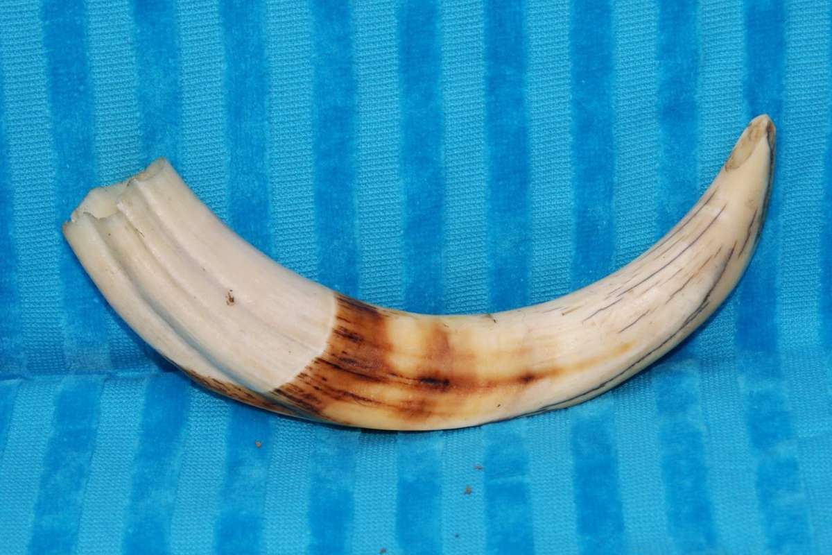 Vintage Warthog Tusk