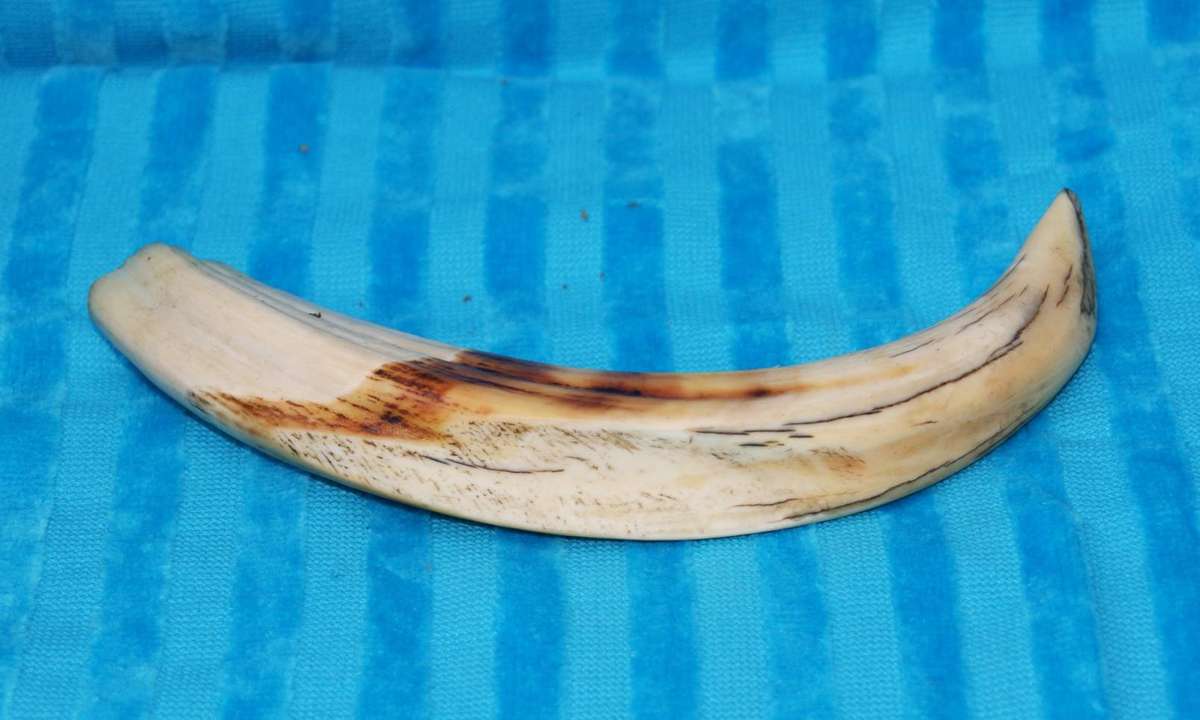 Vintage Warthog Tusk