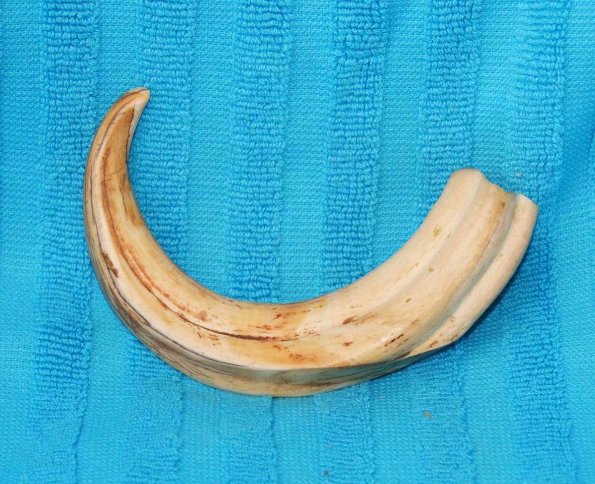 Vintage Warthog Tusk