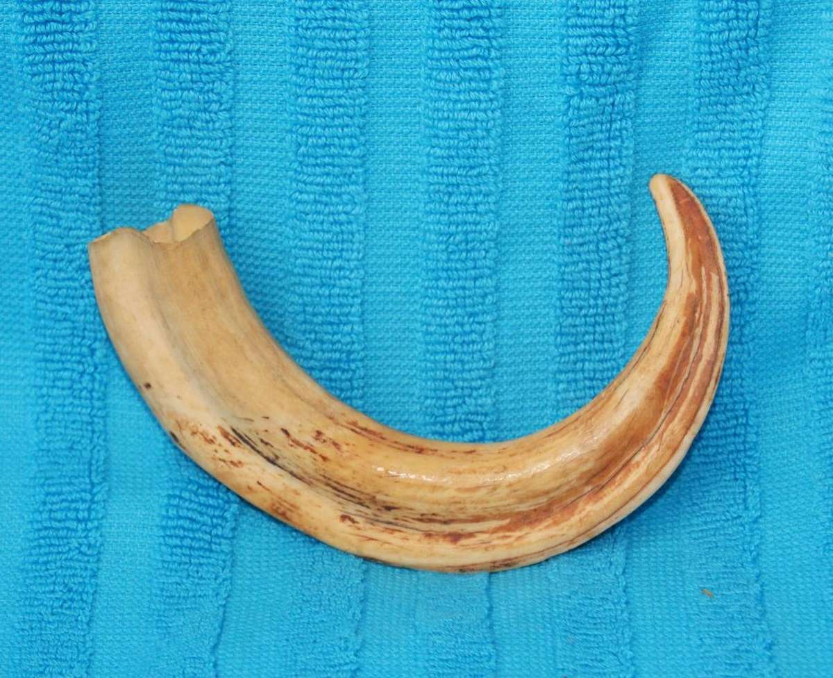Vintage Warthog Tusk