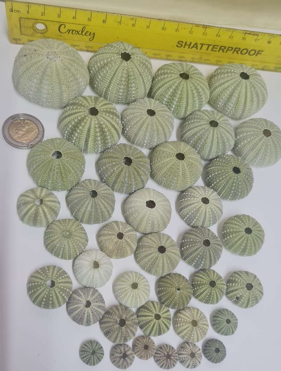 Sea Urchins -  sea shells 30+