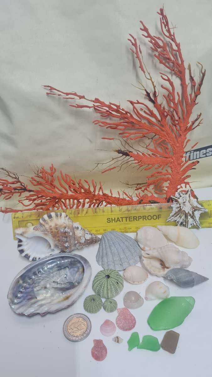 sea shells, sea urchin, sea glass and red grass