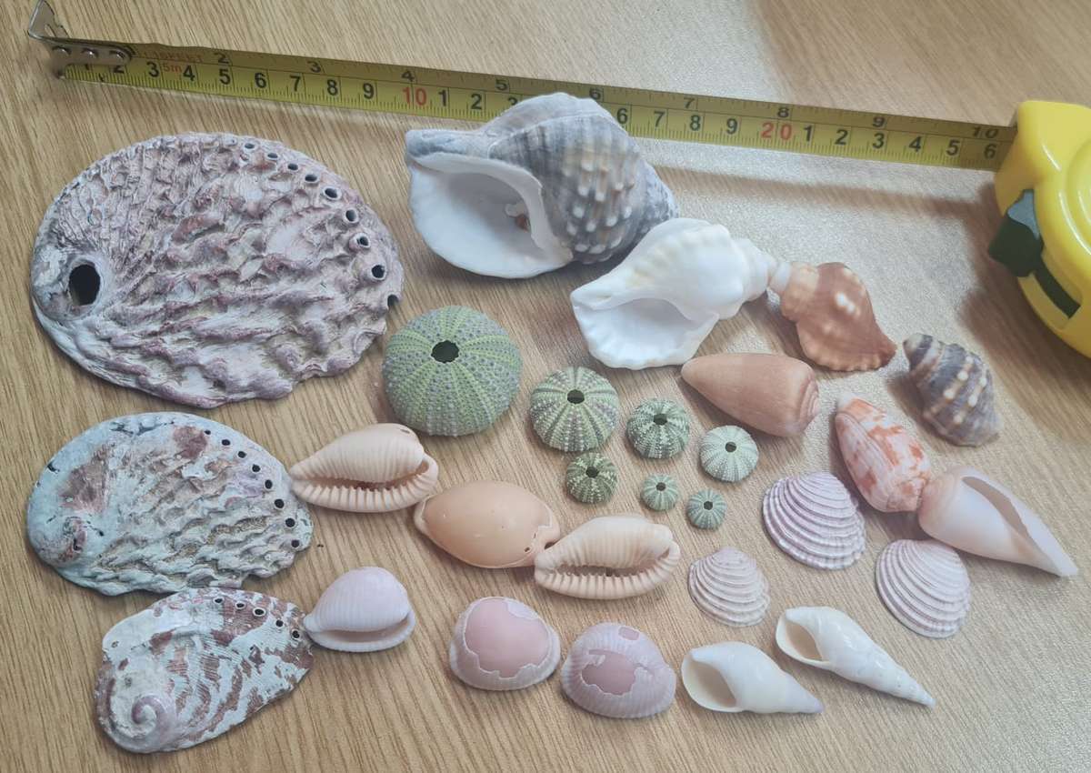 Sea shells  mixed- sea urchin shells from 10cm