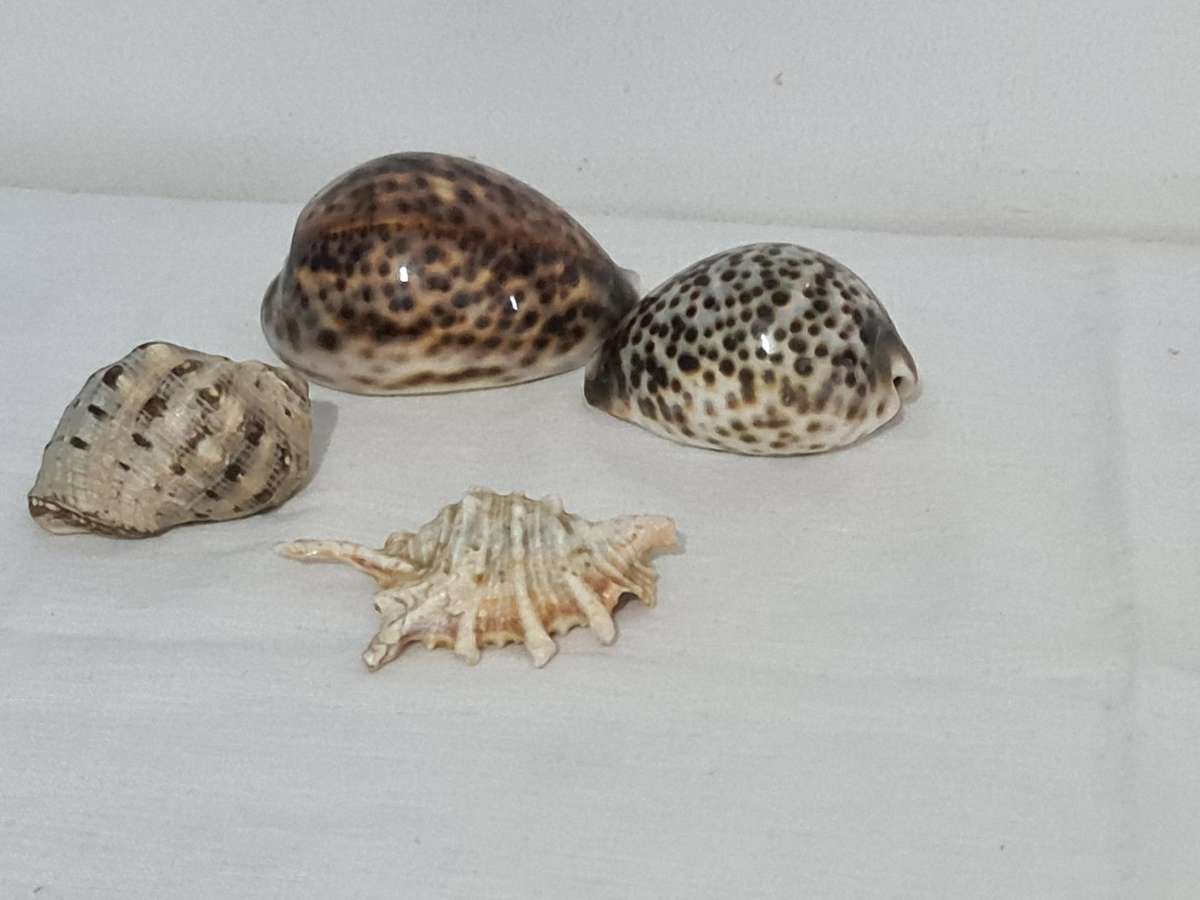 Lambis Lambis sea Shell and x3 Cowrie sea shells