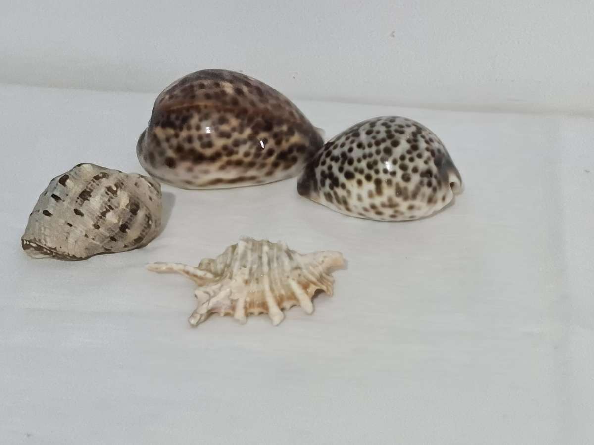 Lambis Lambis sea Shell and x3 Cowrie sea shells