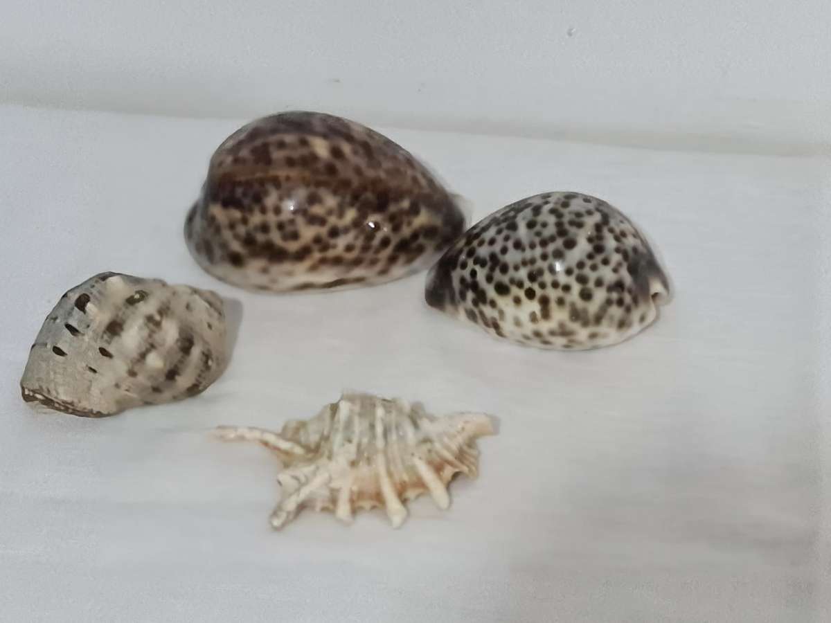 Lambis Lambis sea Shell and x3 Cowrie sea shells
