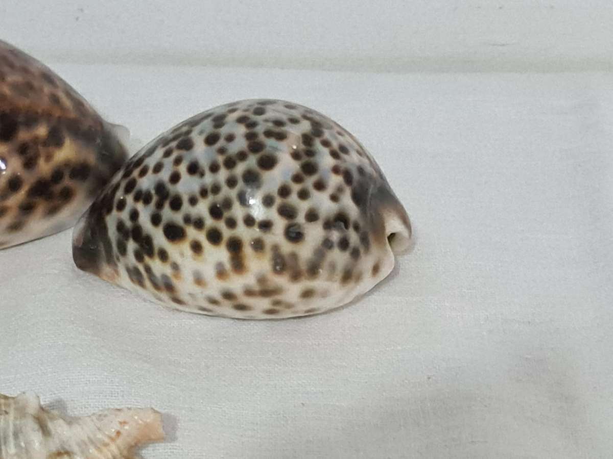 Lambis Lambis sea Shell and x3 Cowrie sea shells
