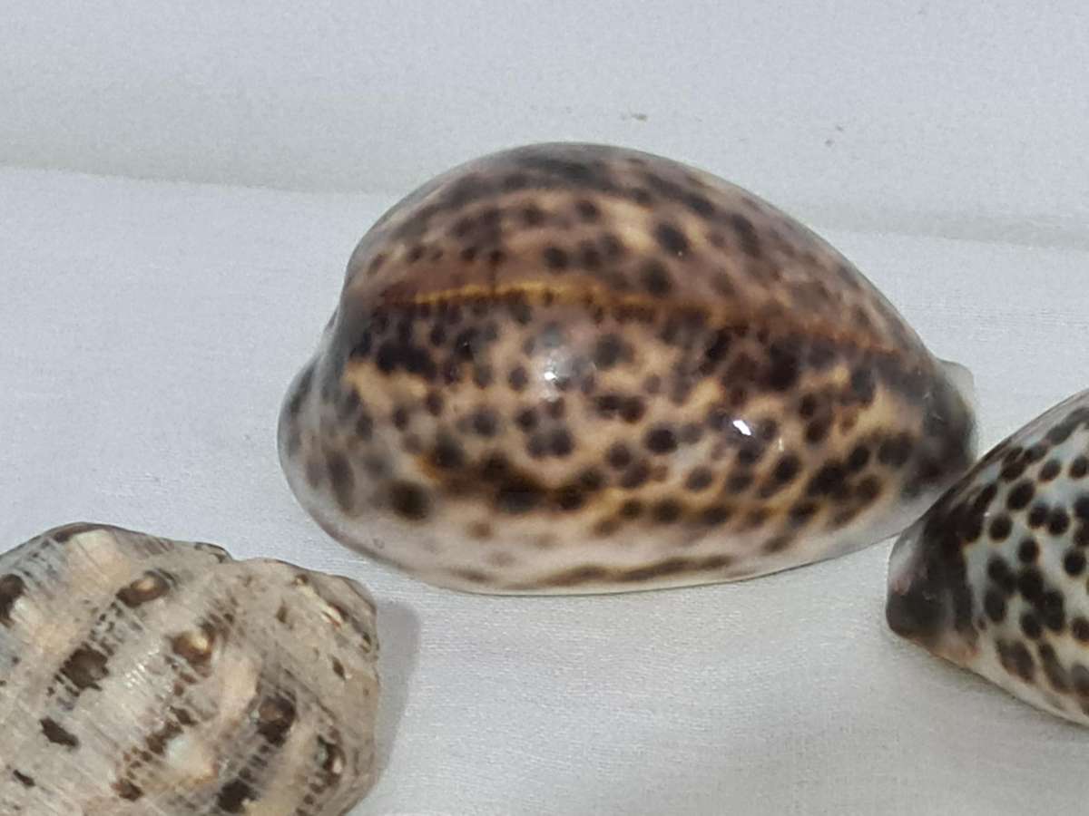 Lambis Lambis sea Shell and x3 Cowrie sea shells