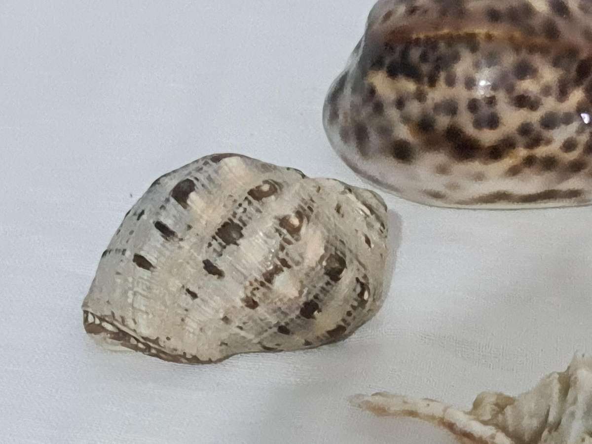 Lambis Lambis sea Shell and x3 Cowrie sea shells