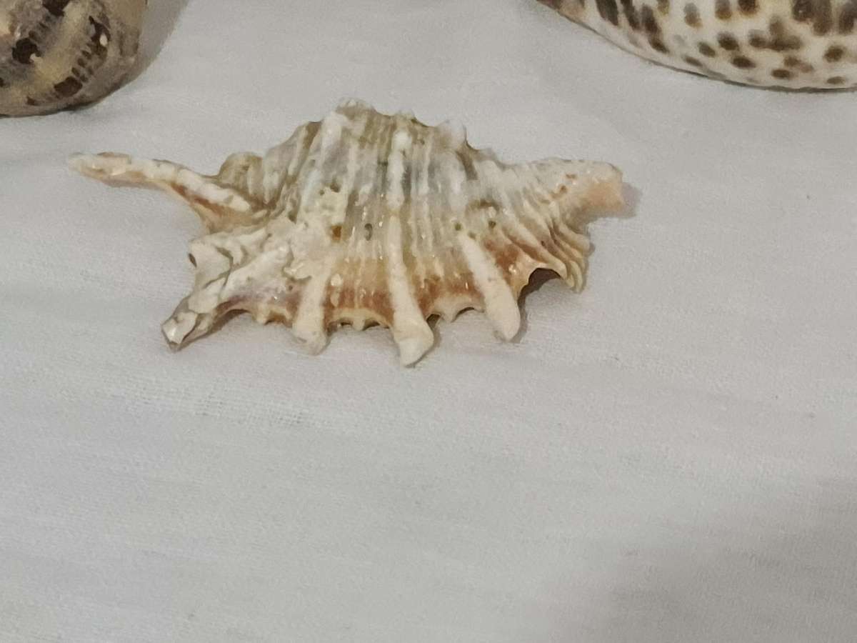 Lambis Lambis sea Shell and x3 Cowrie sea shells