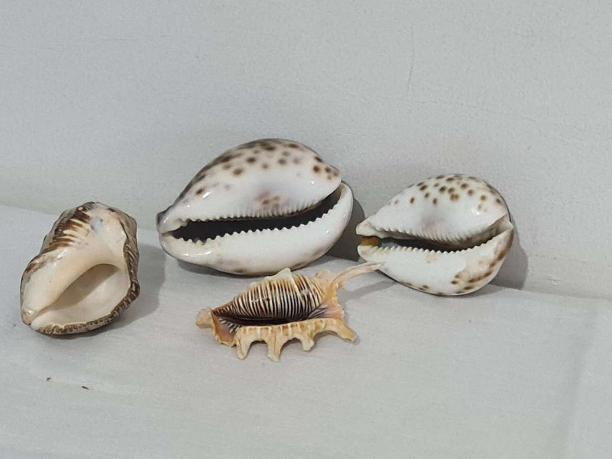 Lambis Lambis sea Shell and x3 Cowrie sea shells