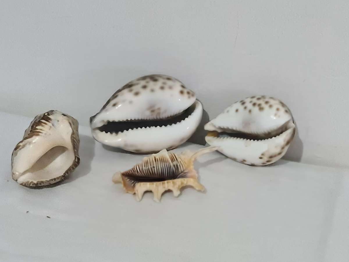 Lambis Lambis sea Shell and x3 Cowrie sea shells