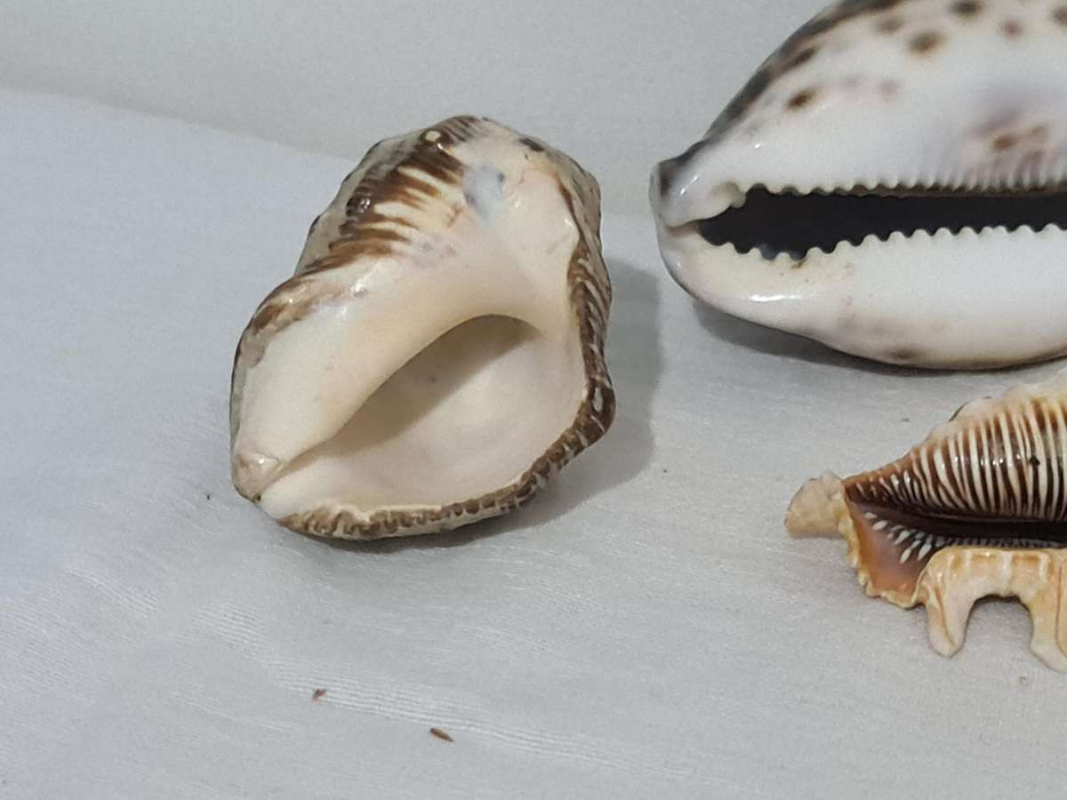 Lambis Lambis sea Shell and x3 Cowrie sea shells